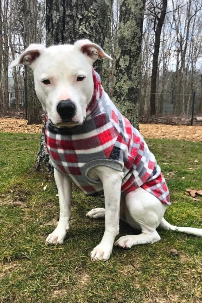 Aspen Distressed Plaid Dog Sweater