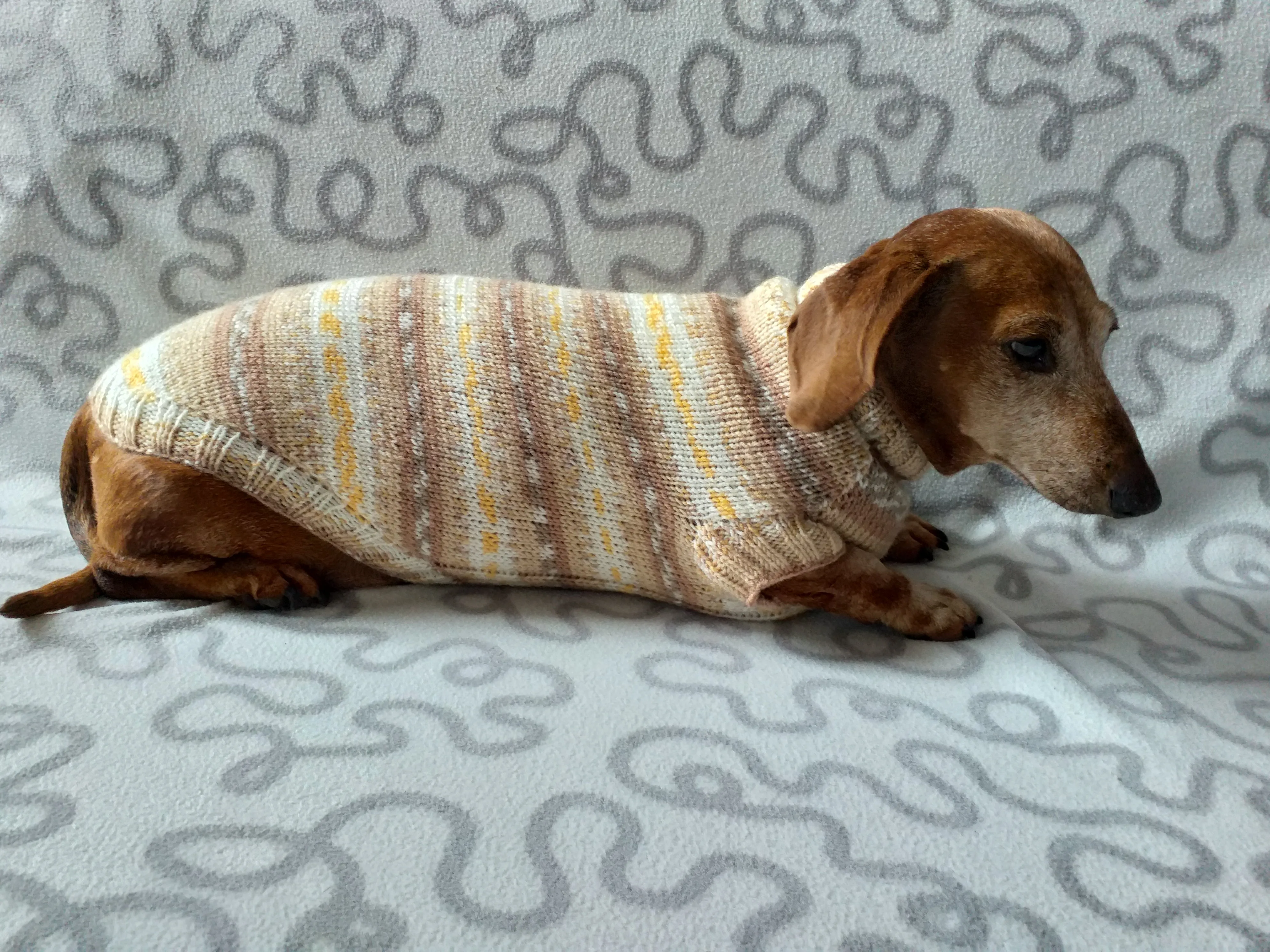 Knitted clothes dachshund sweater, dachshund clothes, dachshund sweater, doxie clothes