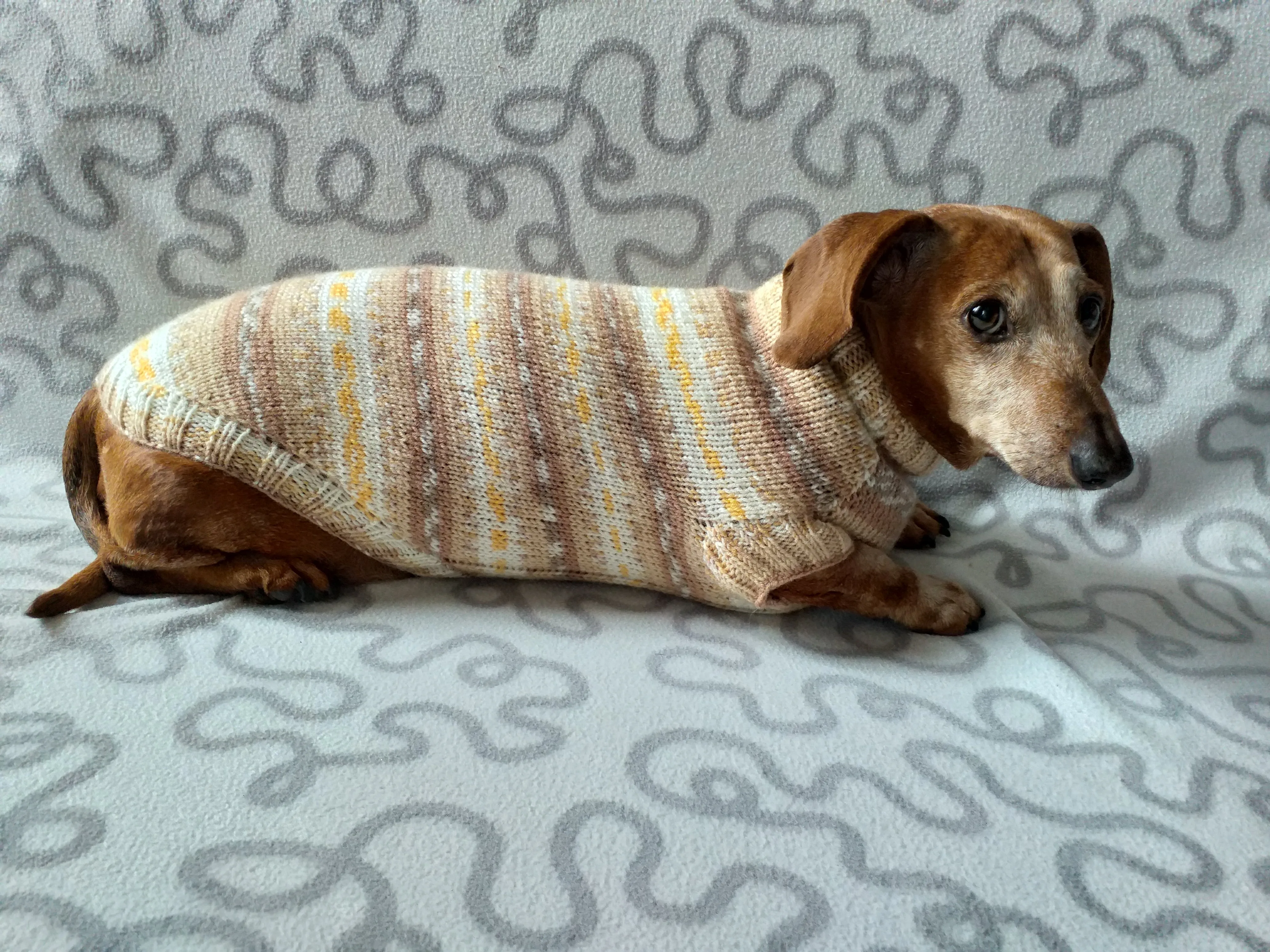 Knitted clothes dachshund sweater, dachshund clothes, dachshund sweater, doxie clothes