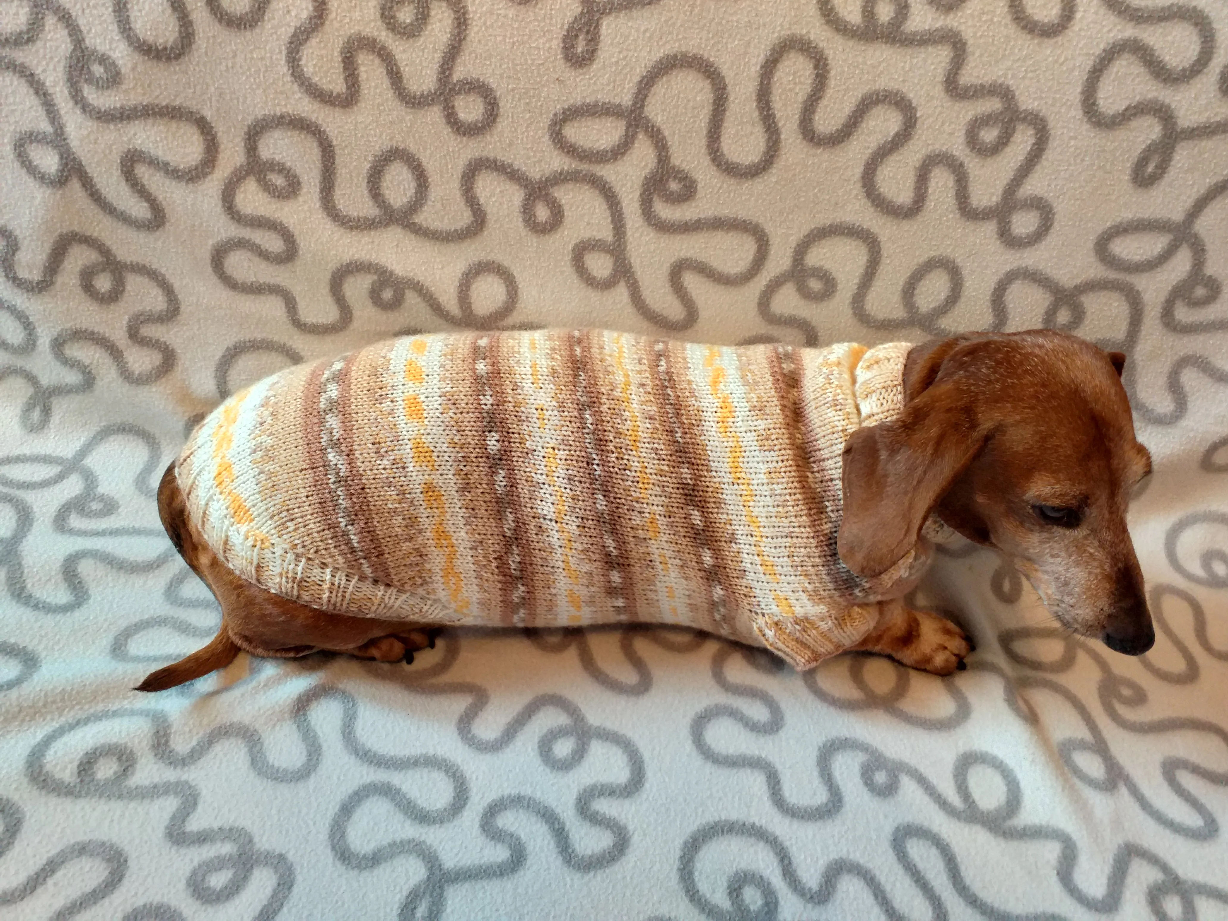 Knitted clothes dachshund sweater, dachshund clothes, dachshund sweater, doxie clothes